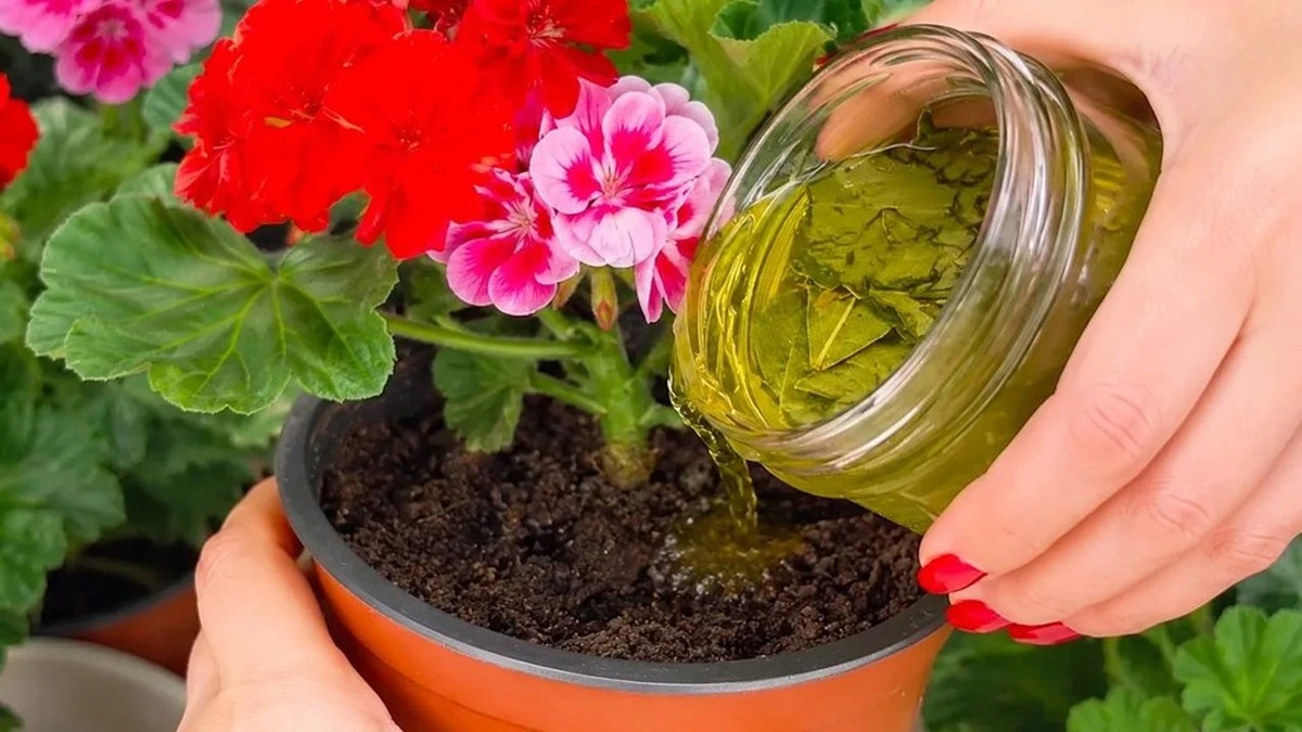 Por qué los jardineros experimentados ponen hojas de laurel en la tierra de sus macetas