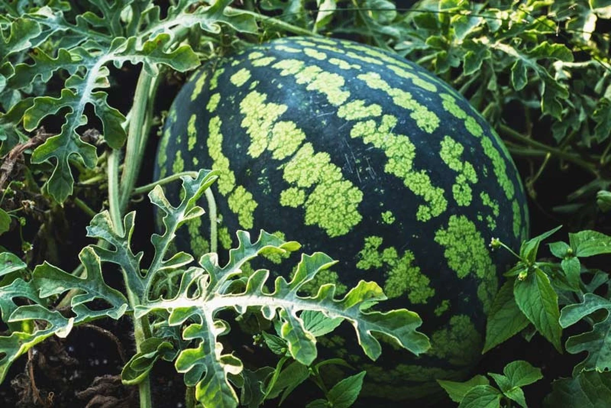 Cómo cultivar sandías de 23 kilos: 5 secretos que mis vecinos no creían posibles (y cómo lo logré) - image 1