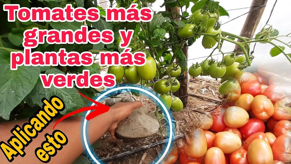 Por qué mi madrina compra levadura por docenas para sus tomates (y yo me equivoqué durante años) - image 1