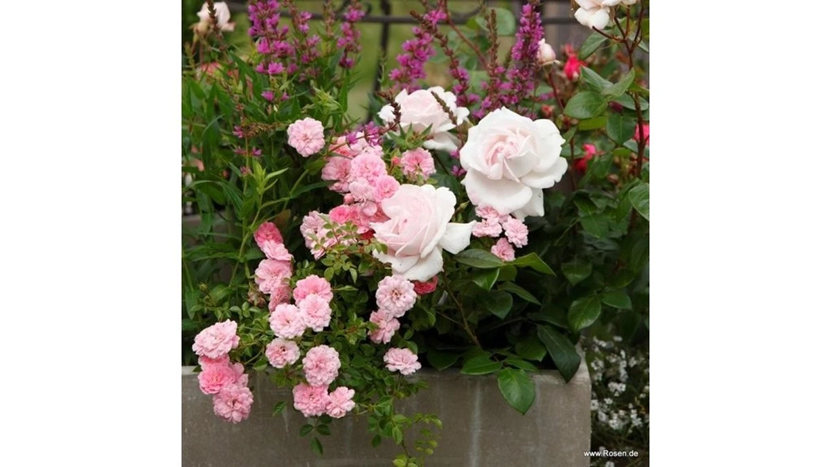 El secreto de las rosas blanco-rosas para macetas: Elegancia compacta que florece sin fin