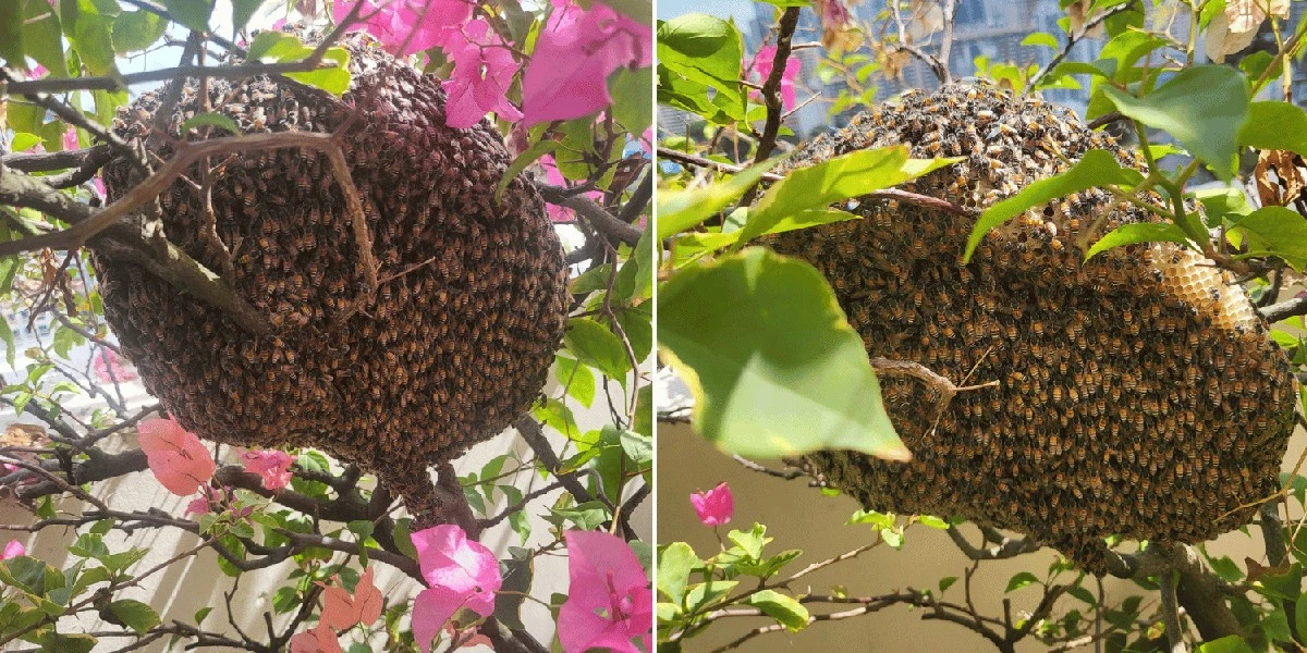 El truco del café que hizo desaparecer un enjambre de avispas en 5 minutos - image 1