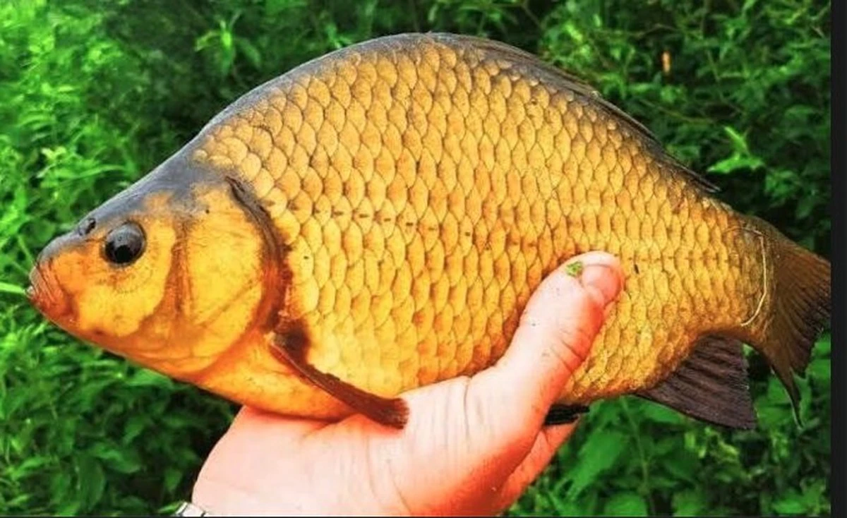 El secreto de la carpa dorada: por qué los pescadores experimentados la devuelven al agua