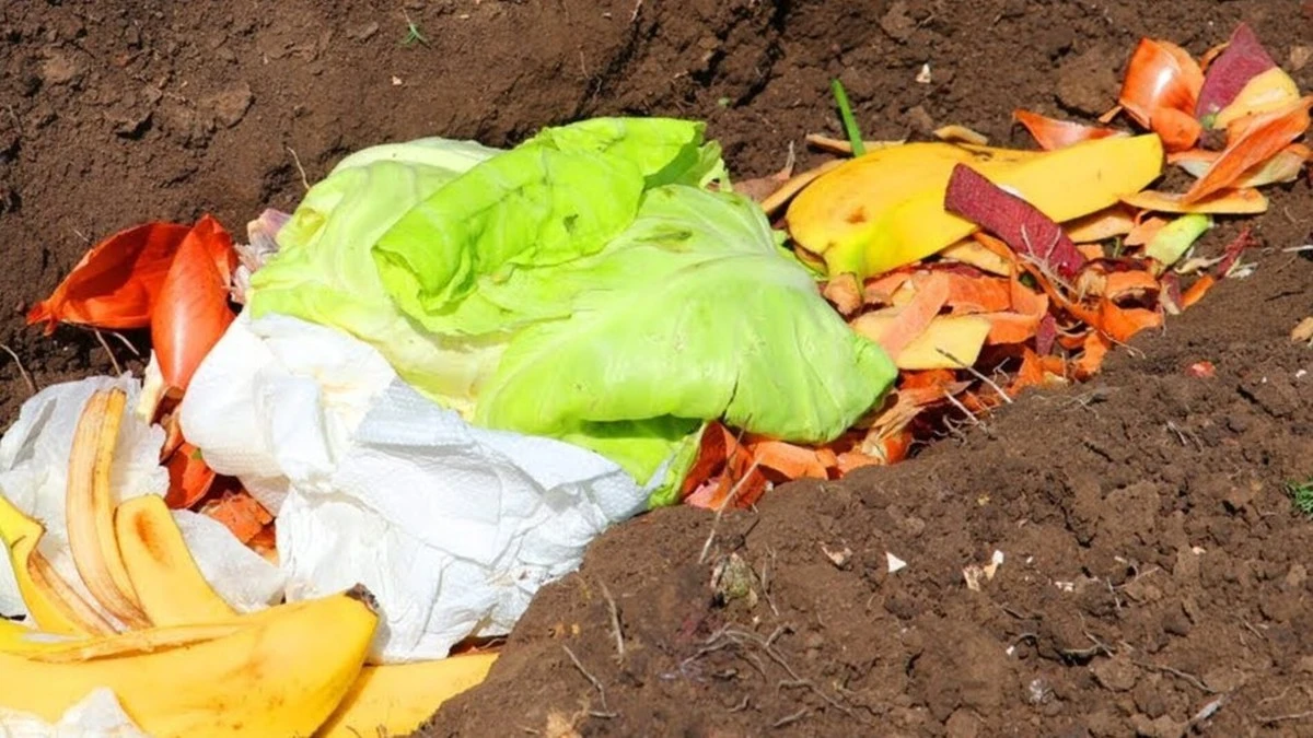 Por qué los jardineros experimentados entierran cáscaras de verduras en el huerto