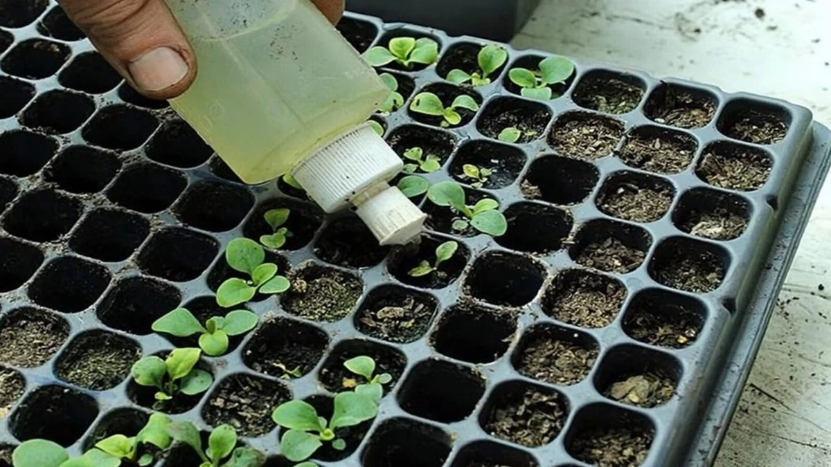 Por qué los jardineros experimentados nunca riegan sus plántulas con vinagre