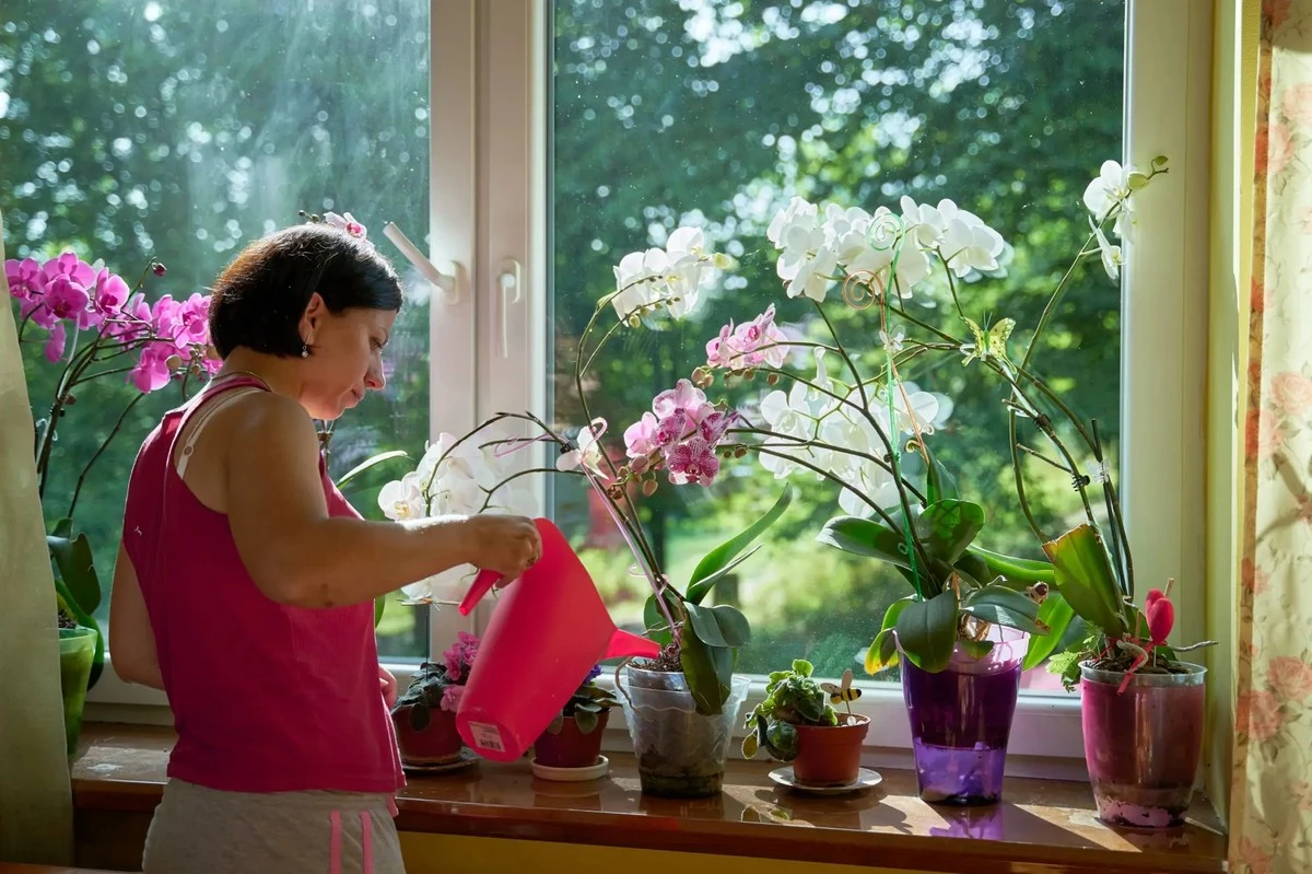 Cuánta agua darle a tus plantas de interior en invierno para que sobrevivan hasta la primavera