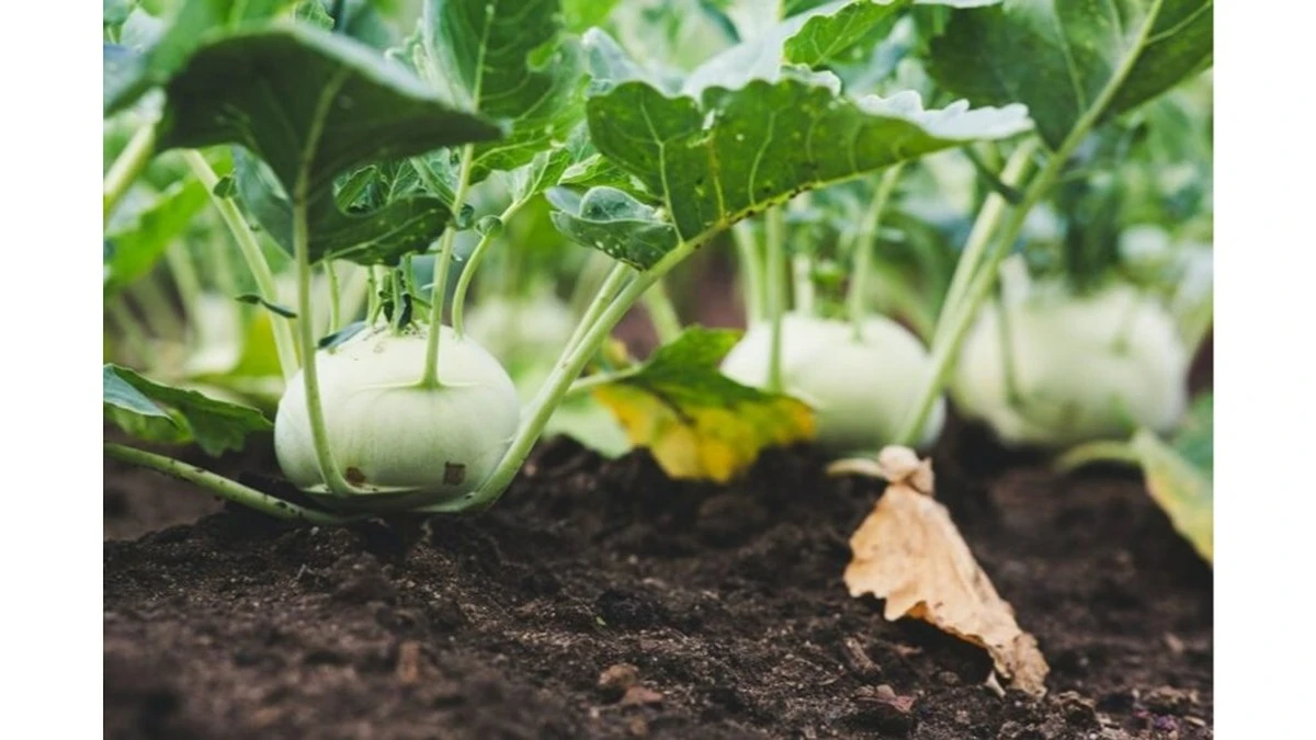 Por qué deberías comprar este vegetal olvidado en el mercado esta semana