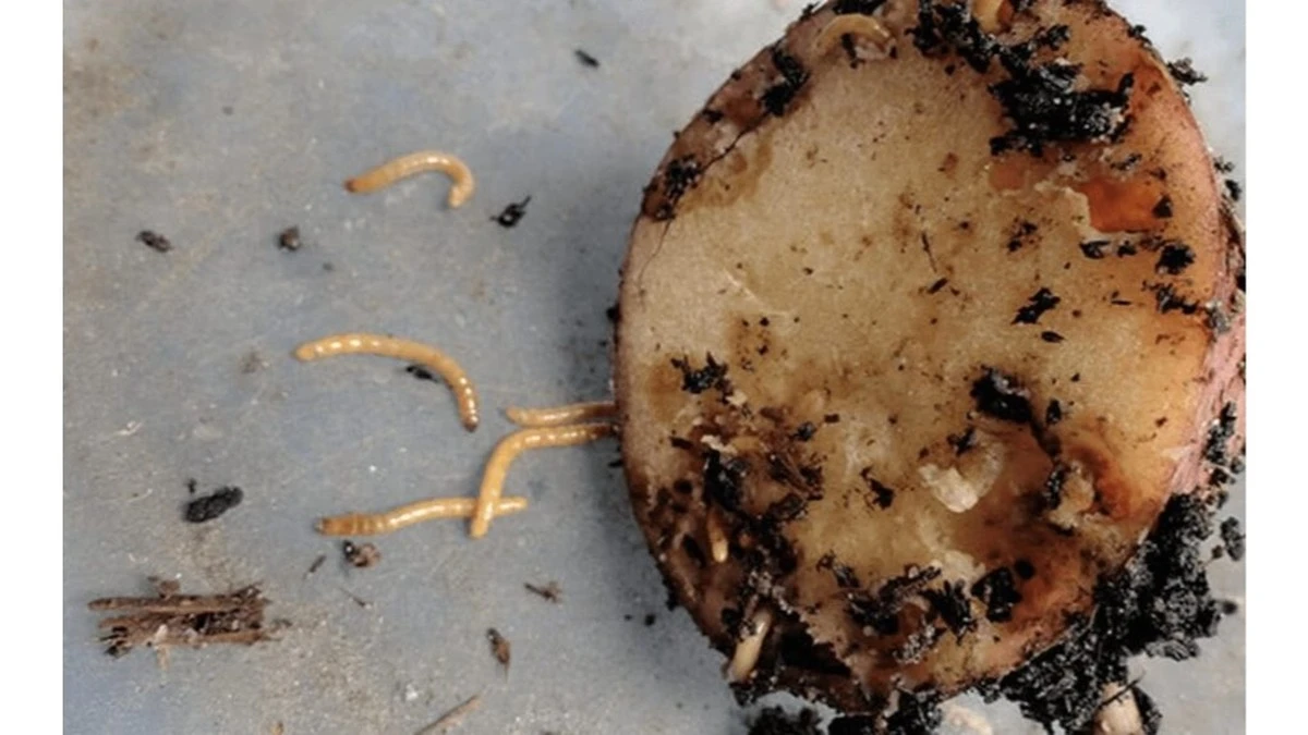 Adiós a las larvas de elateridae: el truco casero de 3 ingredientes que tu huerto agradecerá