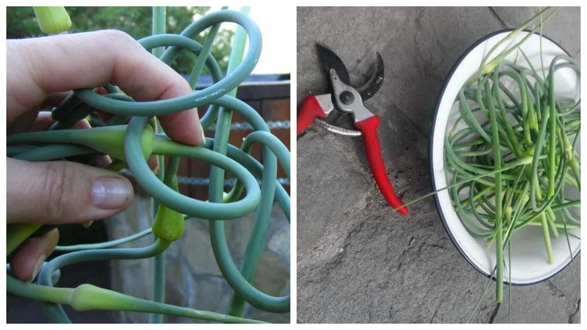 El error que cometen muchos cultivadores de ajo con los tallos rizados