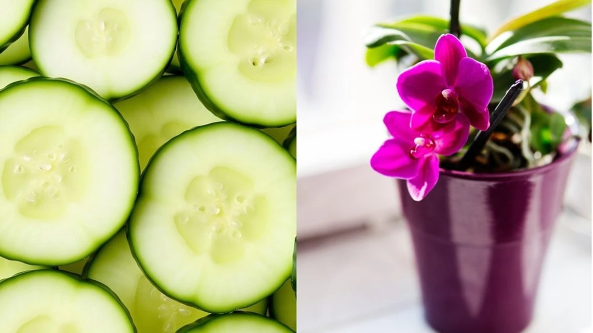 La prueba del pepino que reveló la plaga oculta en mis plantas de interior