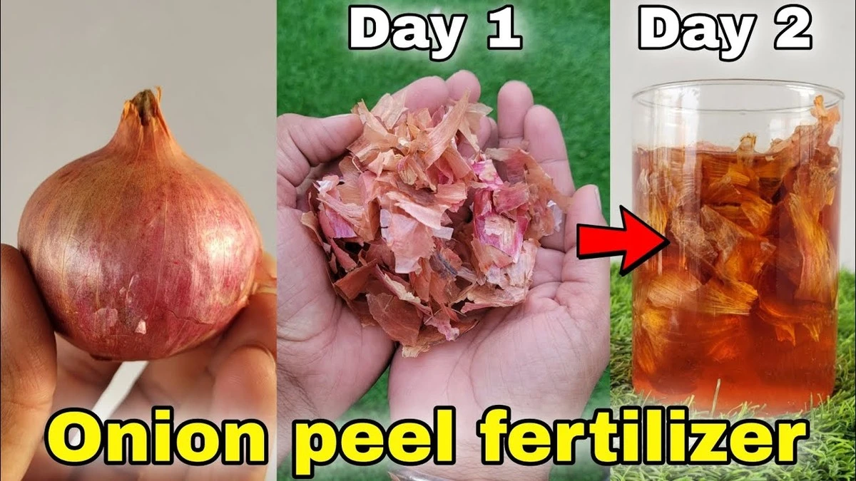 Adiós a las plagas: El secreto de cebolla que los jardineros expertos guardan en secreto - image 1