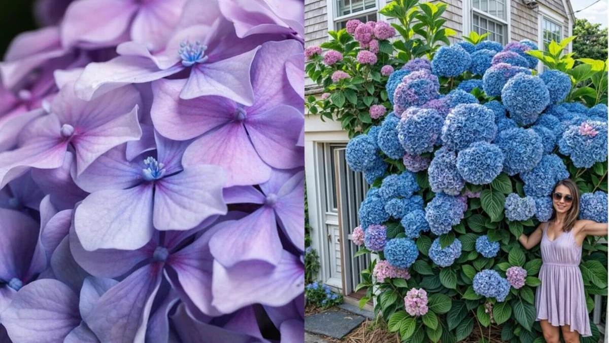 Por qué mi hortensia alcanza los dos metros gracias a la técnica de las "2-3 hojas"