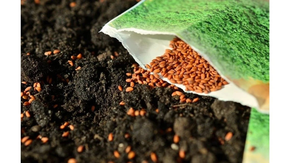 Por qué guardo las bolsitas de gel de sílice de las cajas de zapatos: salvan tus semillas durante años