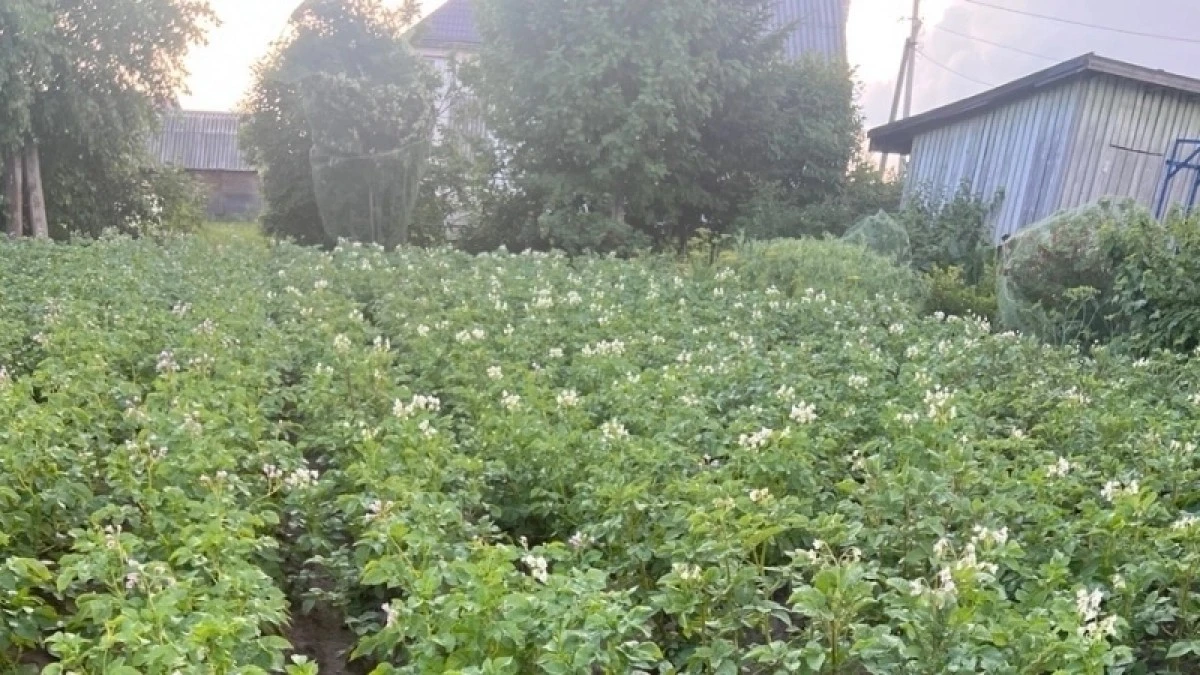 El secreto de los expertos para que tus patatas crezcan como nunca este junio