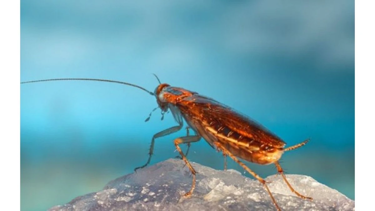 Las minúsculas "migas" que delatan la peor pesadilla en tu hogar: la señal que todos ignoran