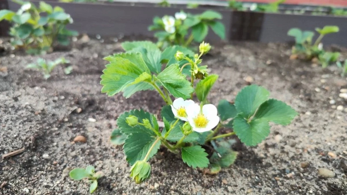 Por qué tus fresas florecen pero no dan fruto: el error común que puedes corregir en 14 días