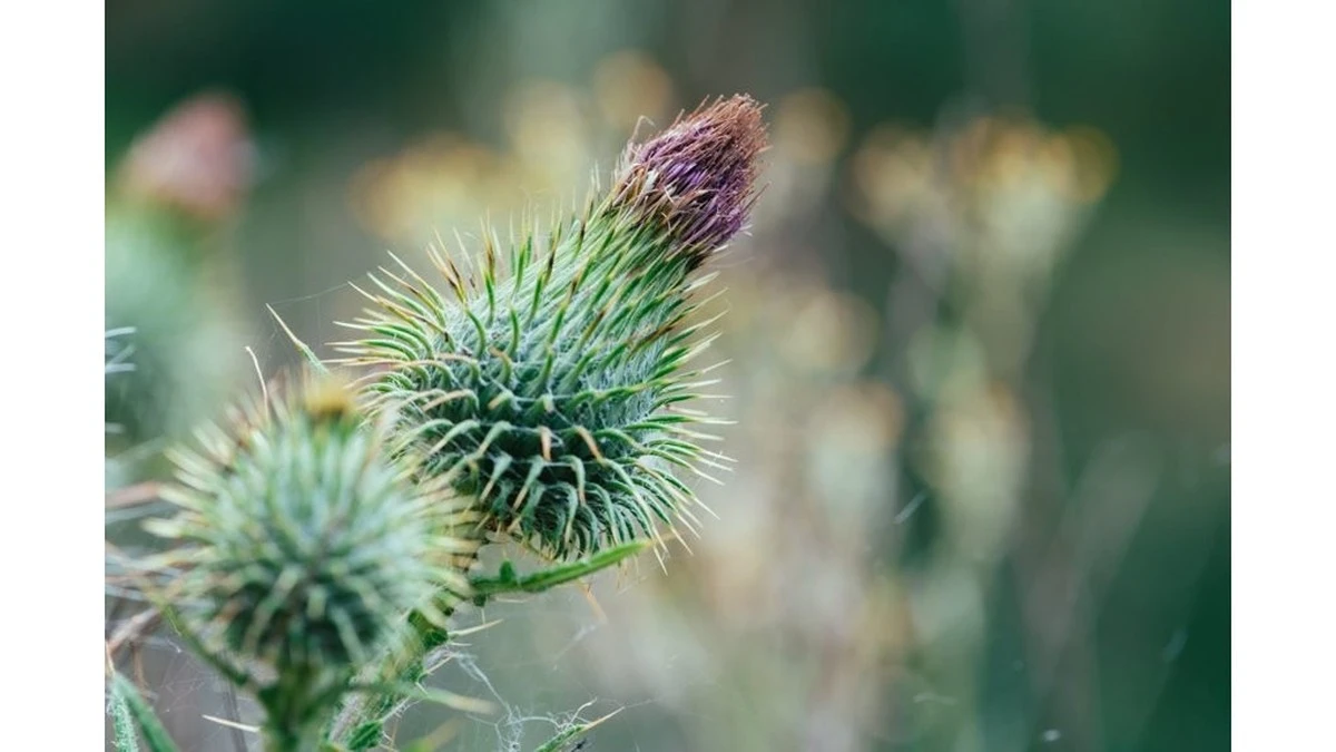 La raíz de bardana: tu secreto de abuela para un cabello deslumbrante