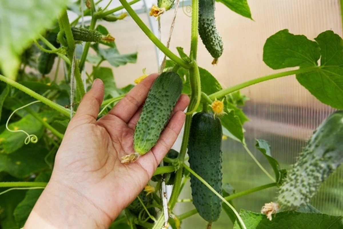 5 variedades de pepino que te darán frutos todo el verano (y cómo combinarlas)