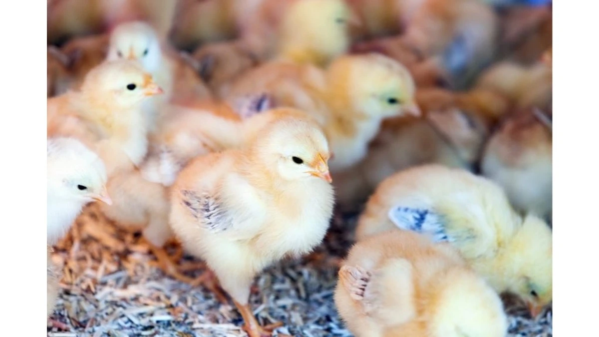 El error que cometen casi todos al empezar a criar gallinas en casa