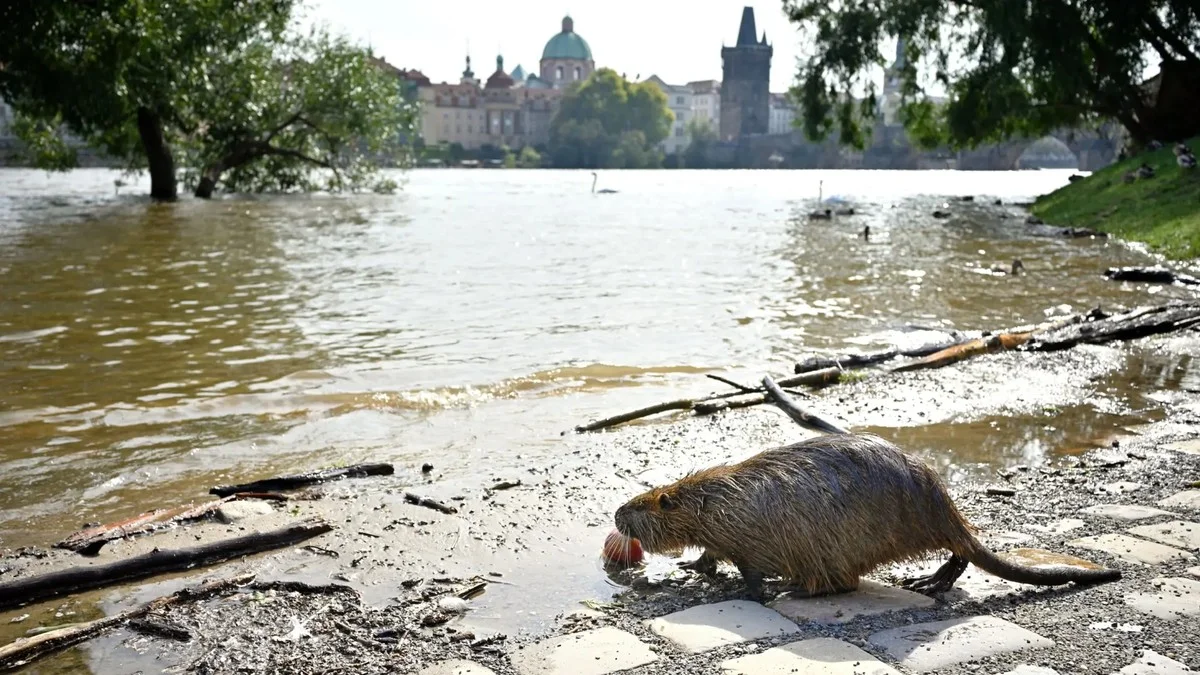 Qué animal 'extinto' ha reaparecido en el río Moldava de Praga esta semana