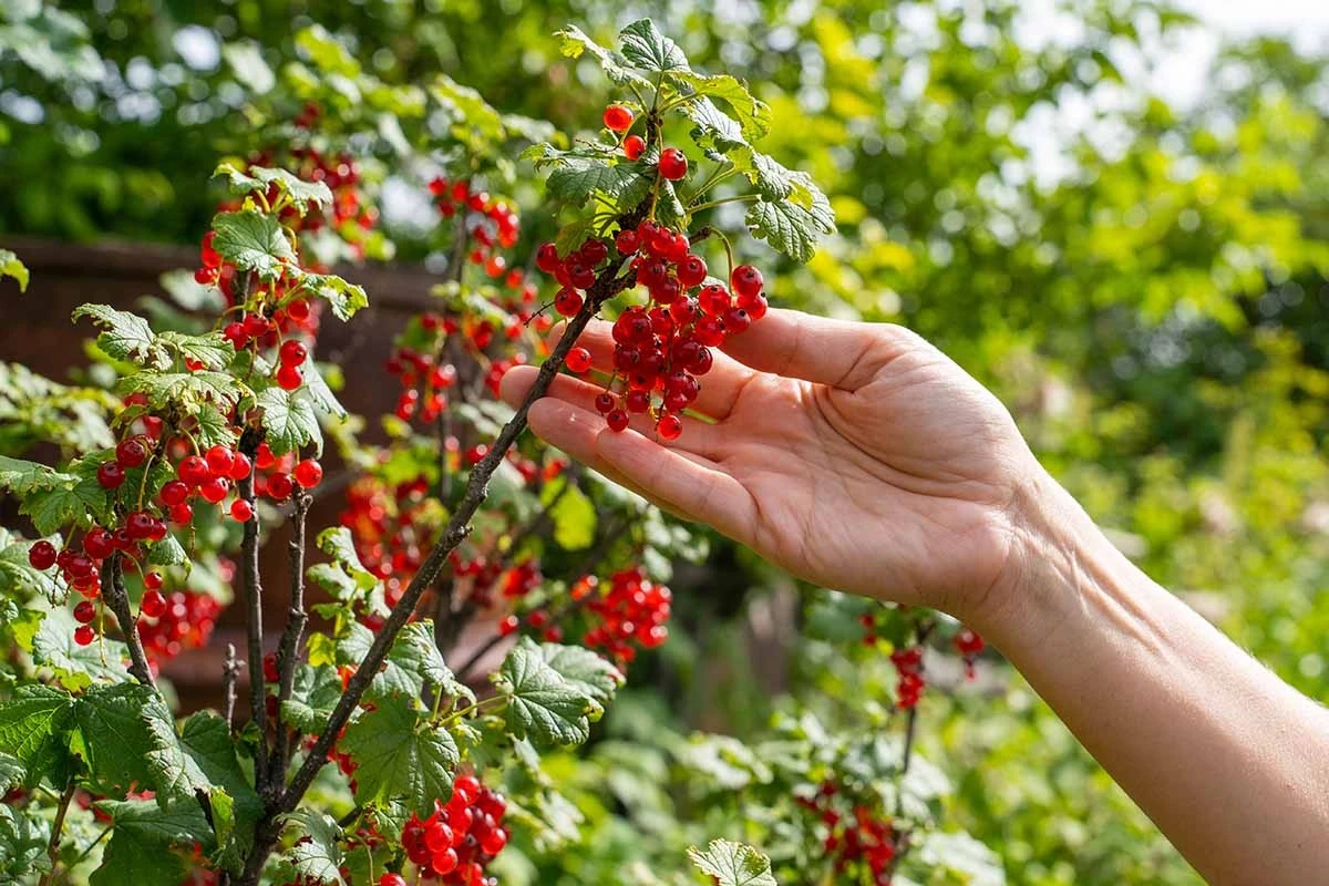 porquelosexpert-extra-1.webp Por qué los expertos en jardinería añaden potasio a sus groselleros en junio - image 1