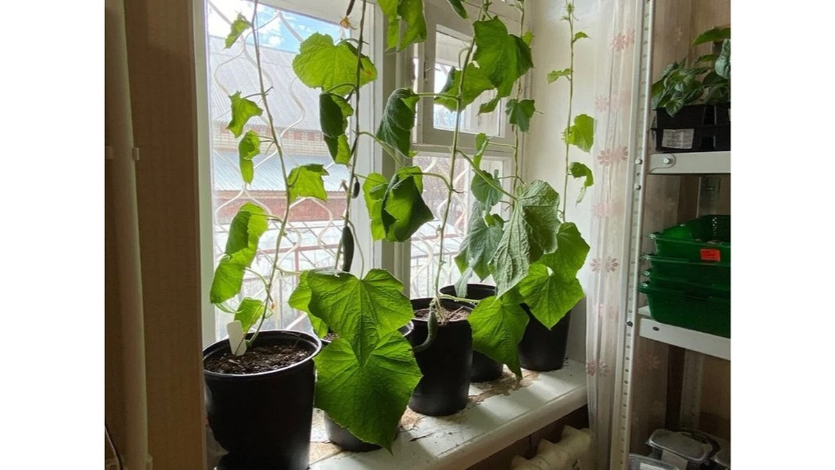 Cómo evitar que los pepinos se pongan débiles en la ventana: un elixir secreto para plantas sanas