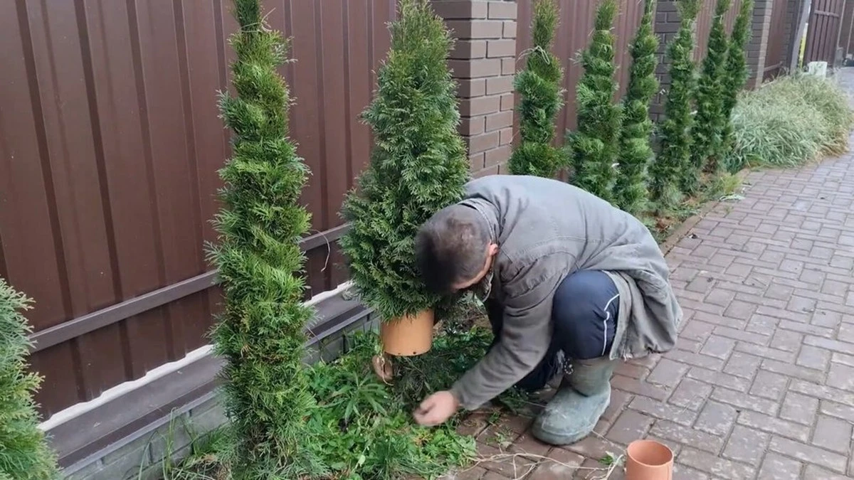 Las tres plantas que NECESITAS quitar YA de tus tuyas para que vuelvan a la vida