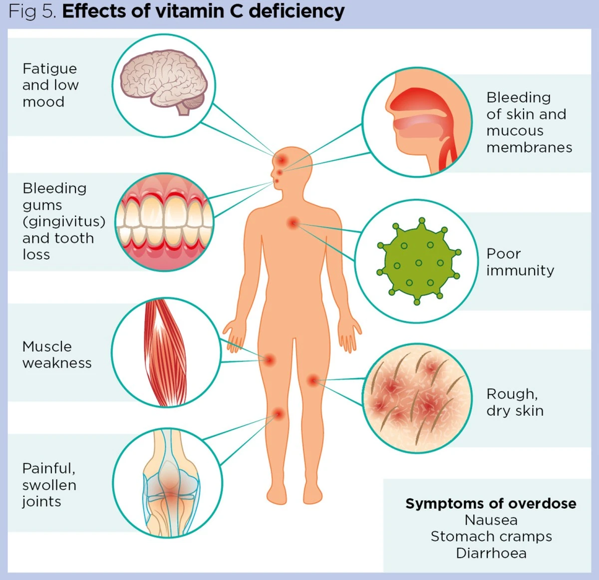 ¿Tomas vitaminas? Te decimos cuántos días tardarás en notar sus efectos - image 1