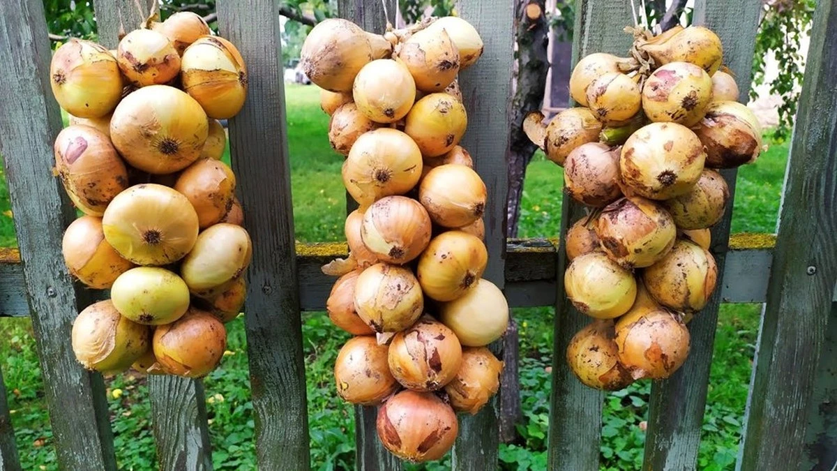 Cómo conservar las cebollas hasta abril con un sencillo proceso de secado