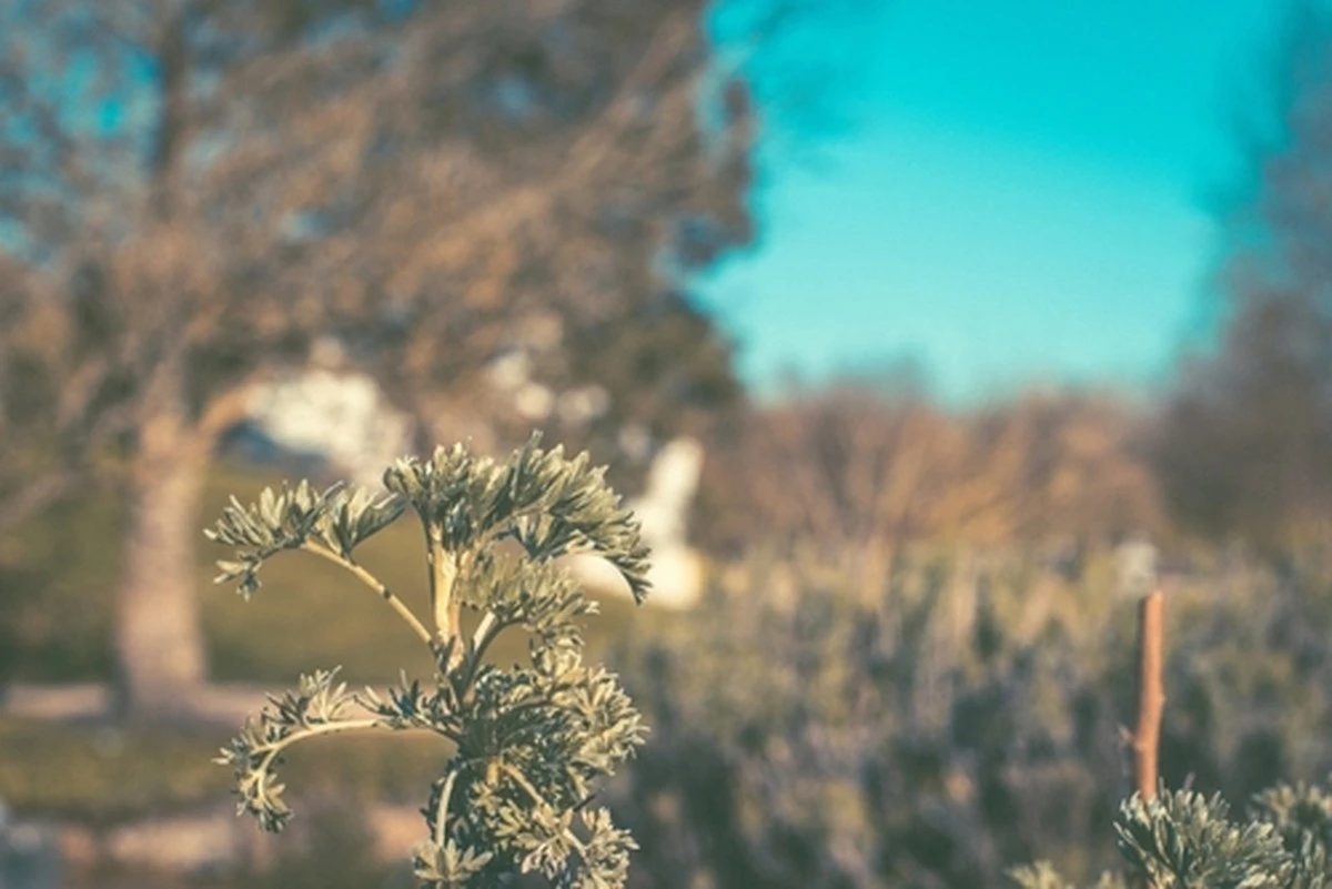 El secreto de mi abuela: la hierba amarga que siempre guardaba y que ahora la ciencia valida