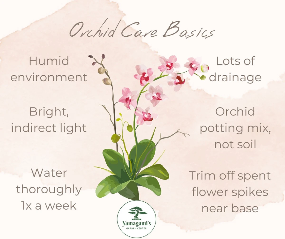 Vecina me preguntó por mi orquídea y tras un truco, no dejó de florecer por meses - image 1