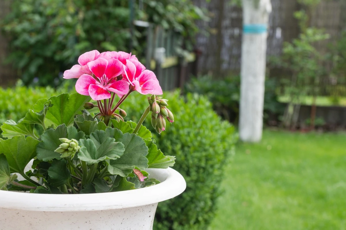 Por qué mi abuela me obligó a mover la geranio del dormitorio y cómo empecé a dormir mejor - image 1