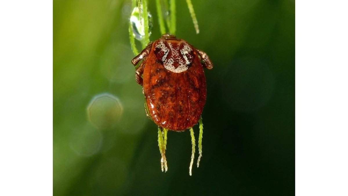 Tu vecino te preguntó: "¿Por qué tengo tantas garrapatas?" Vi 3 errores comunes en su jardín