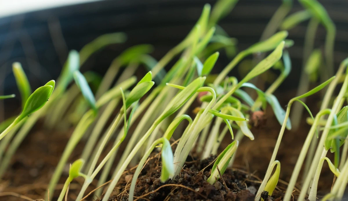 ¿Cuándo germina realmente el pimiento? Los jardineros te revelan sus secretos - image 1