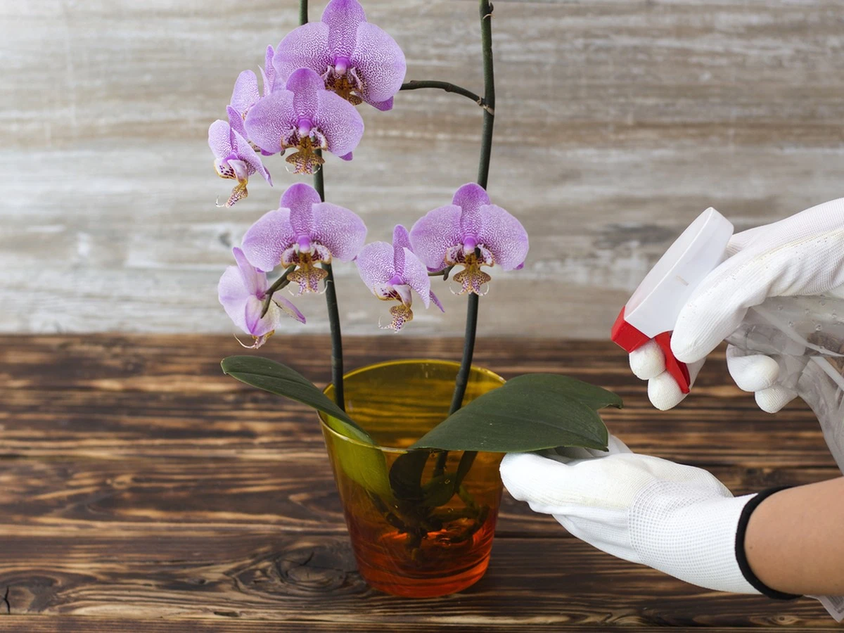 Orquídeas dormidas: la solución con agua tibia que sorprendió a mi vecina - image 1