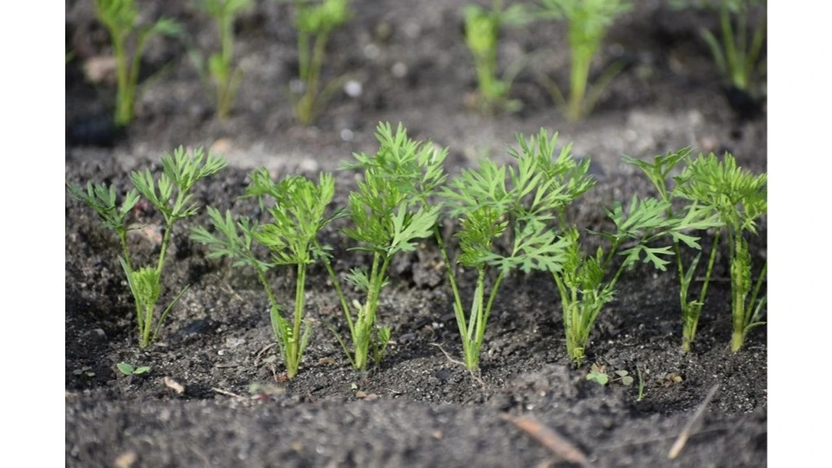 El truco del abuelo: cómo conseguir zanahorias perfectas mezclando semillas con arena