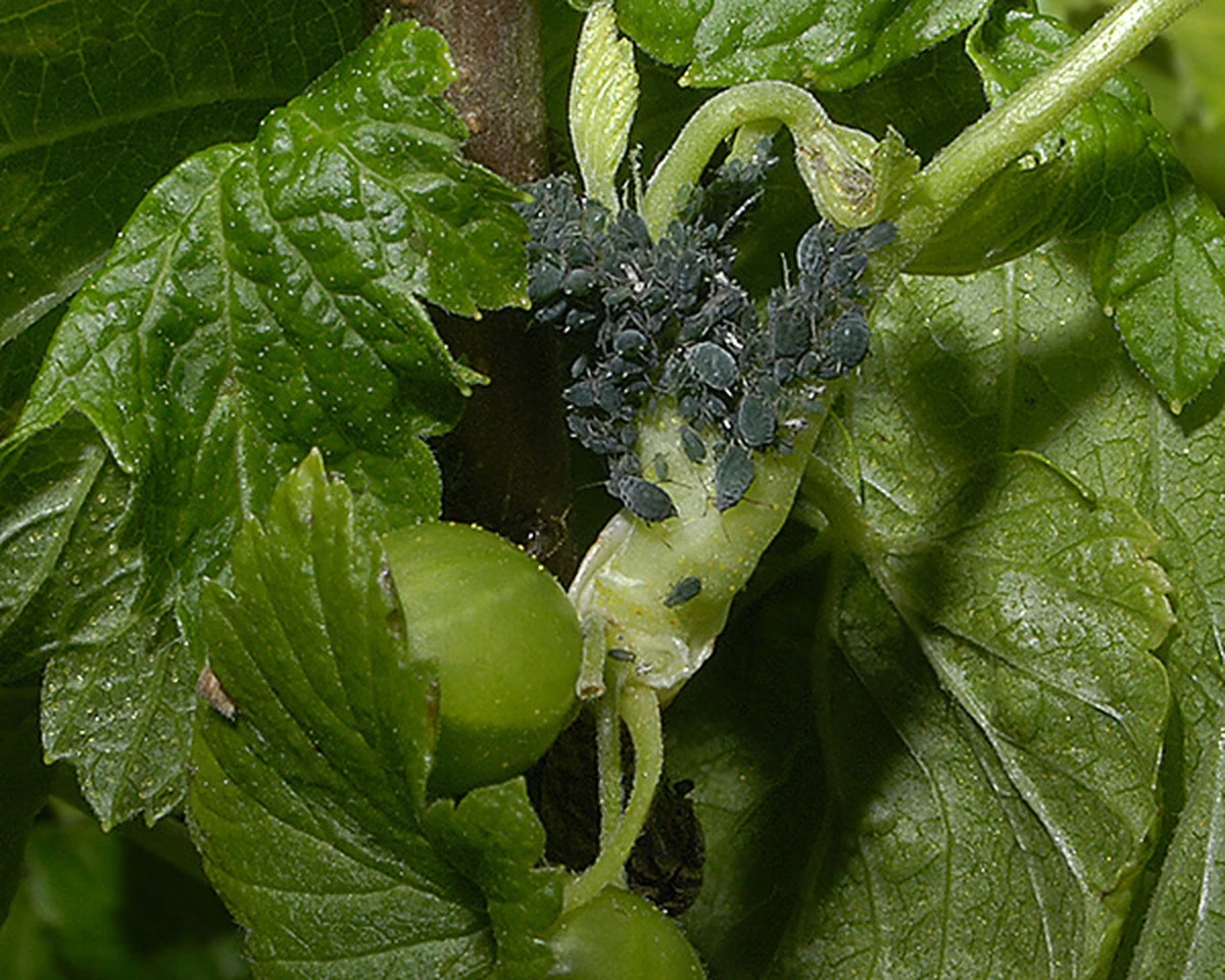 porquelosjardin-extra-1.webp Por qué los jardineros expertos añaden una pizca de bicarbonato al agua de riego de sus groselleros - image 1