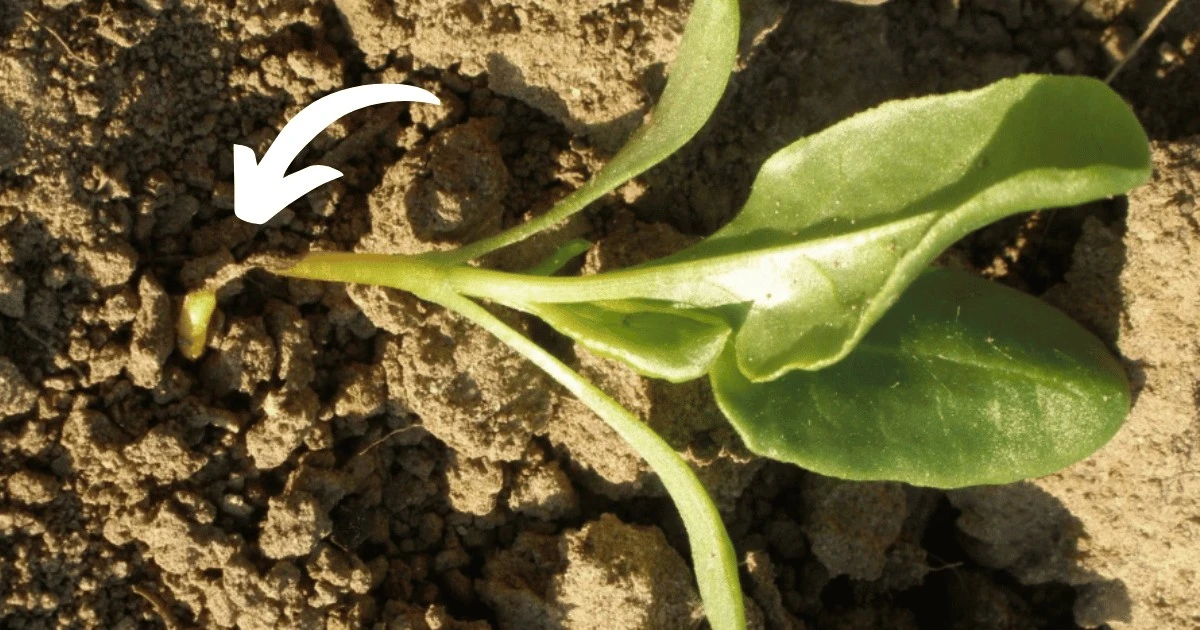 Por qué tus plántulas de pimiento mueren si las cultivas así: 5 errores fatales - image 1