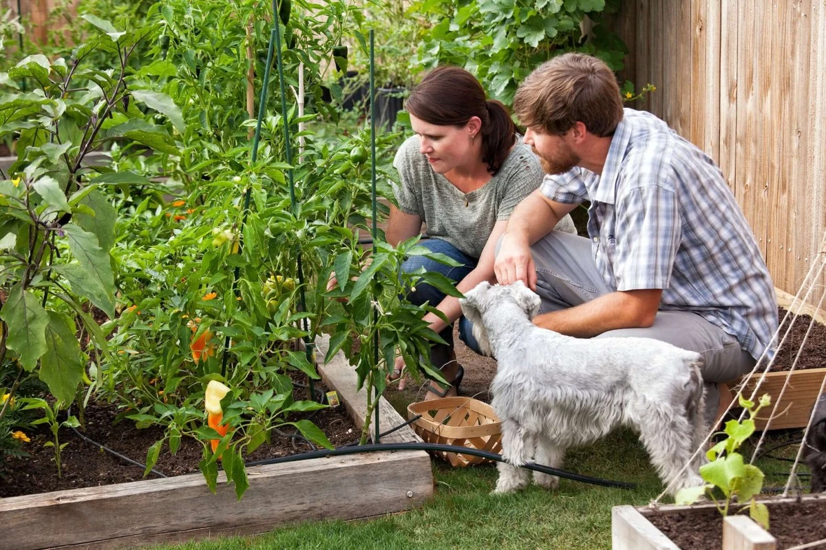 porquelosexpert-extra-1.webp Por qué los expertos en jardinería añaden 15 cucharadas de este fertilizante a sus barriles de riego - image 1