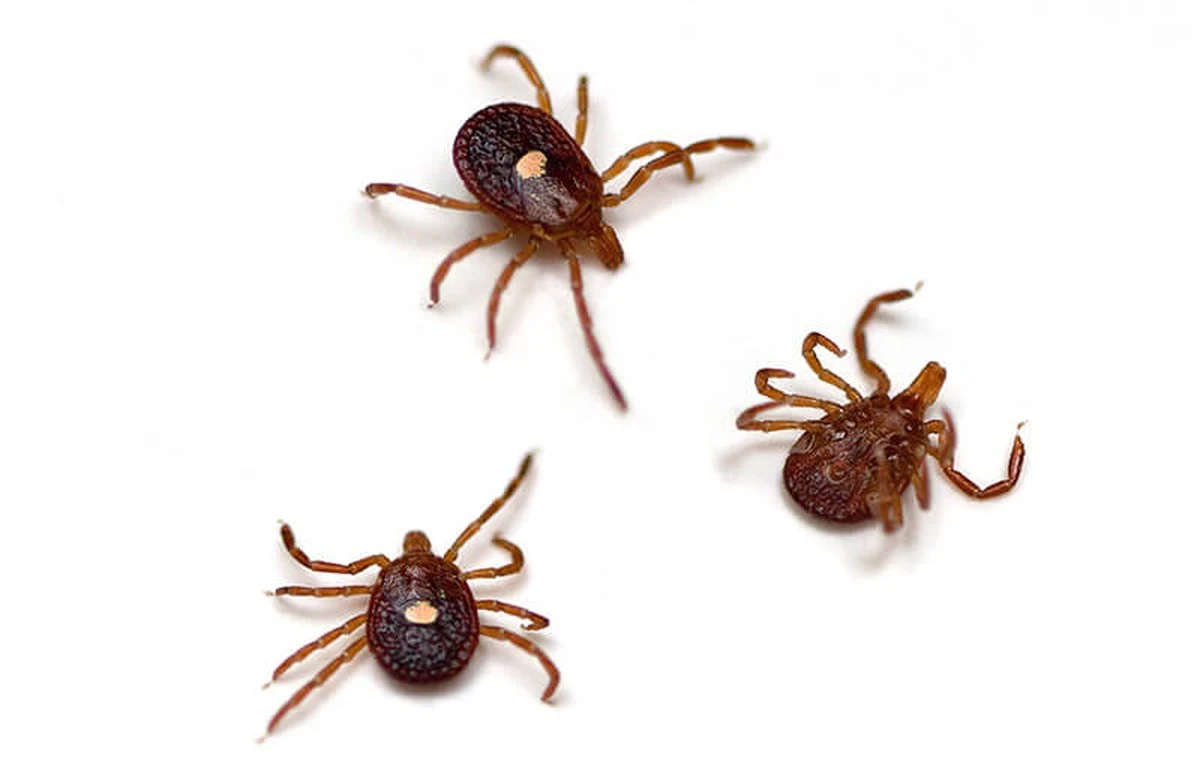 Tu vecino te preguntó: 