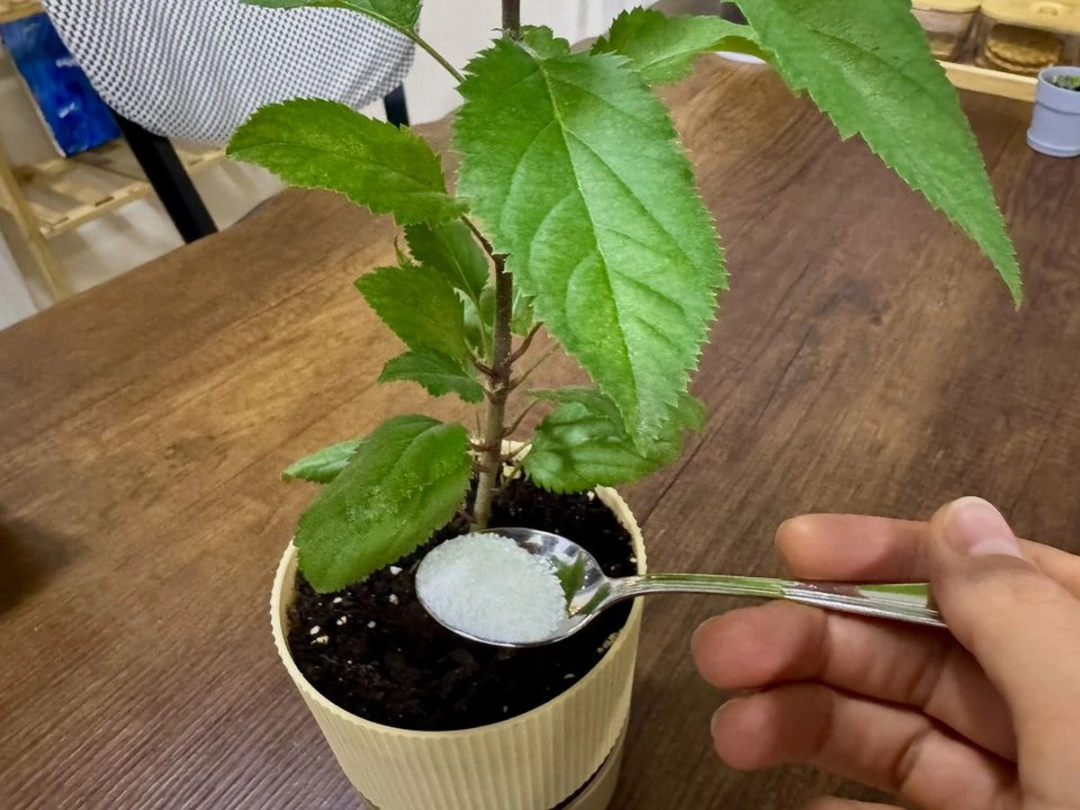 Azúcar para plantas: el truco web que tus macetas odian