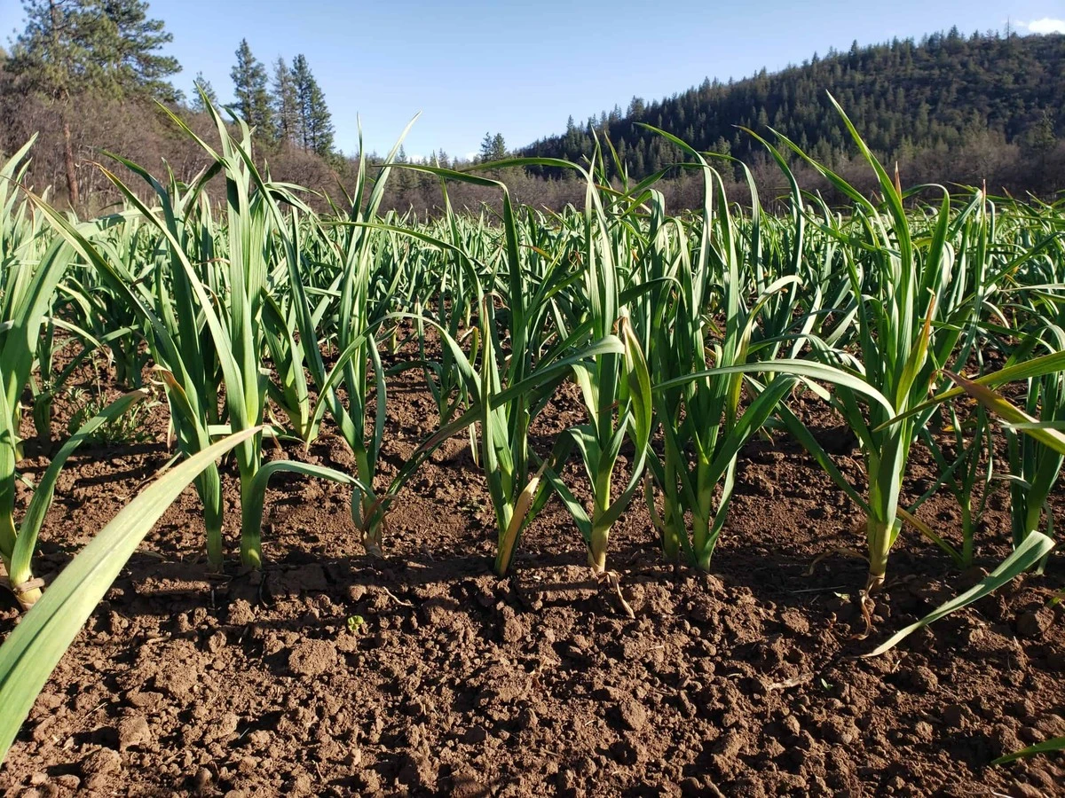 Por qué los agricultores expertos añaden una cucharada de bicarbonato a la base de sus ajos - image 1