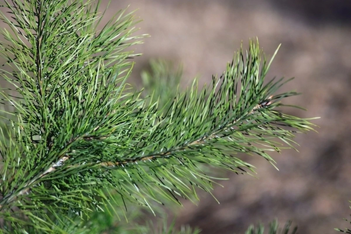 Por qué mi vecina desaparece en el bosque con frascos vacíos cada mayo: este año reveló qué recolecta.