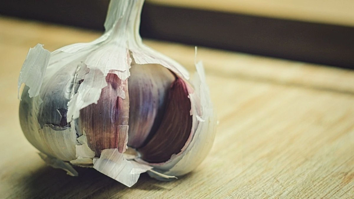 ¿Te dijeron que alimentes tus ajos en diciembre con este producto? ¡Detente! Podría arruinar tu cosecha.