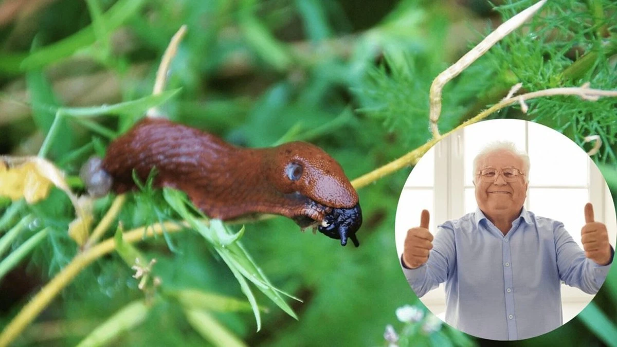 Por qué esa mezcla casera de mostaza no eliminará los caracoles de tu huerto
