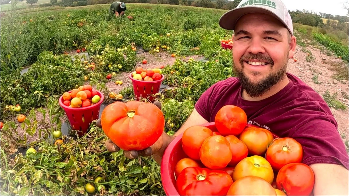 porquemicosecha-extra-1.webp Por qué mi cosecha de tomates se triplicó tras probar una variedad que me recomendó mi vecino - image 1