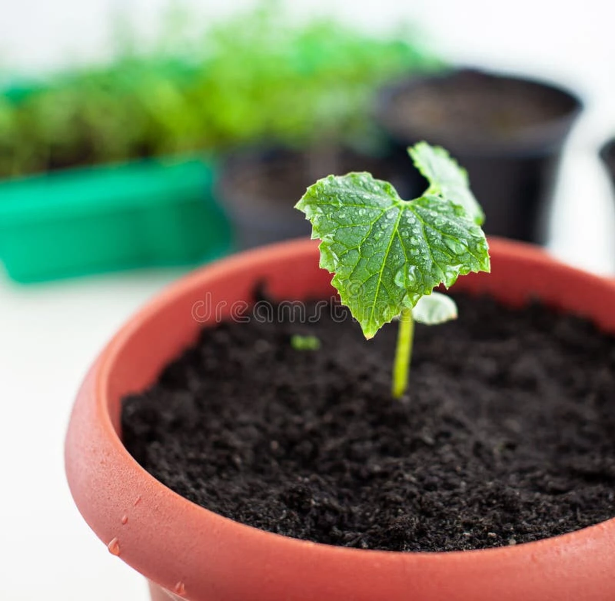Cómo evitar que los pepinos se pongan débiles en la ventana: un elixir secreto para plantas sanas - image 1