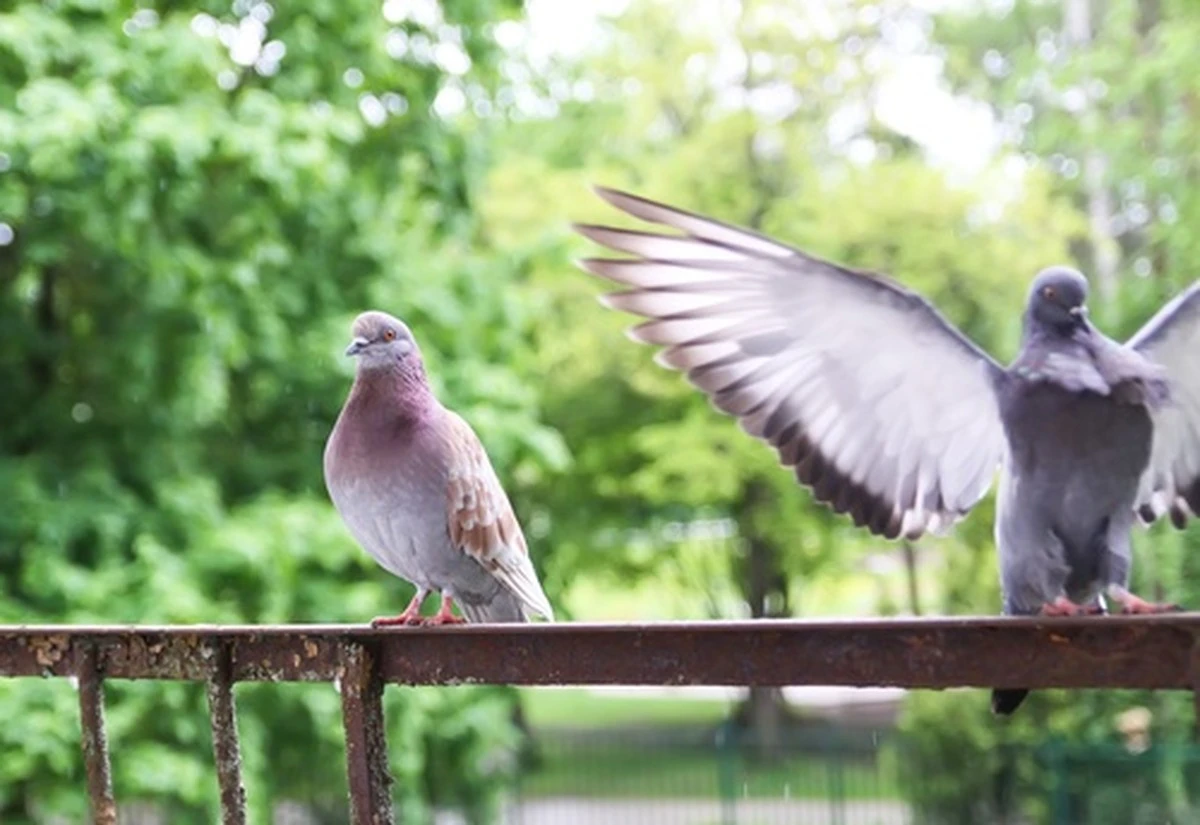 Por qué los balcones limpios atraen palomas y cómo evitarlo