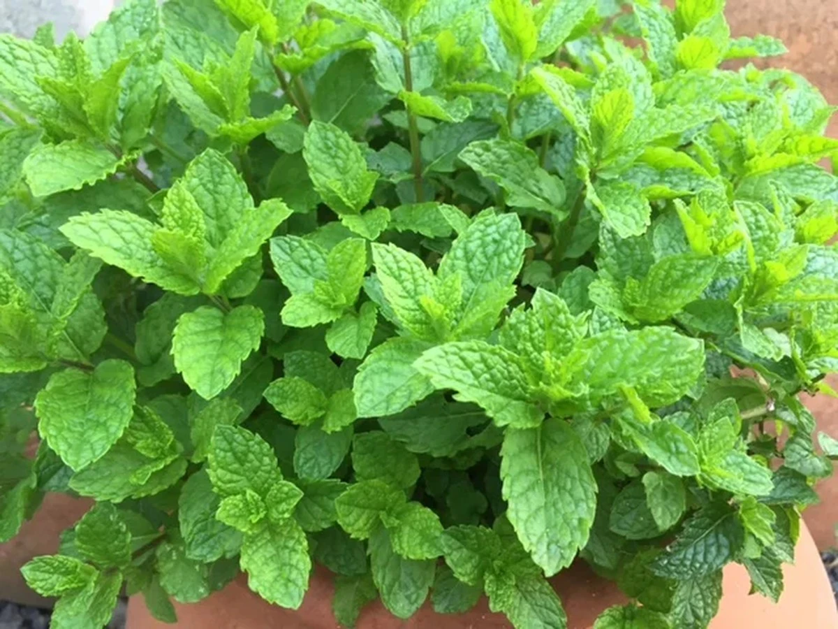 Por qué guardo mis hojas de menta mezcladas con sal durante todo el verano - image 1
