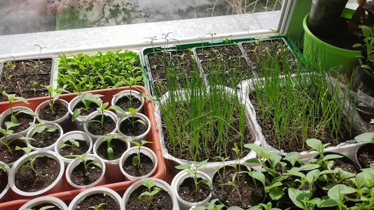 Este objeto cercano al sol de tu ventana fortalece tus plántulas en 3 días