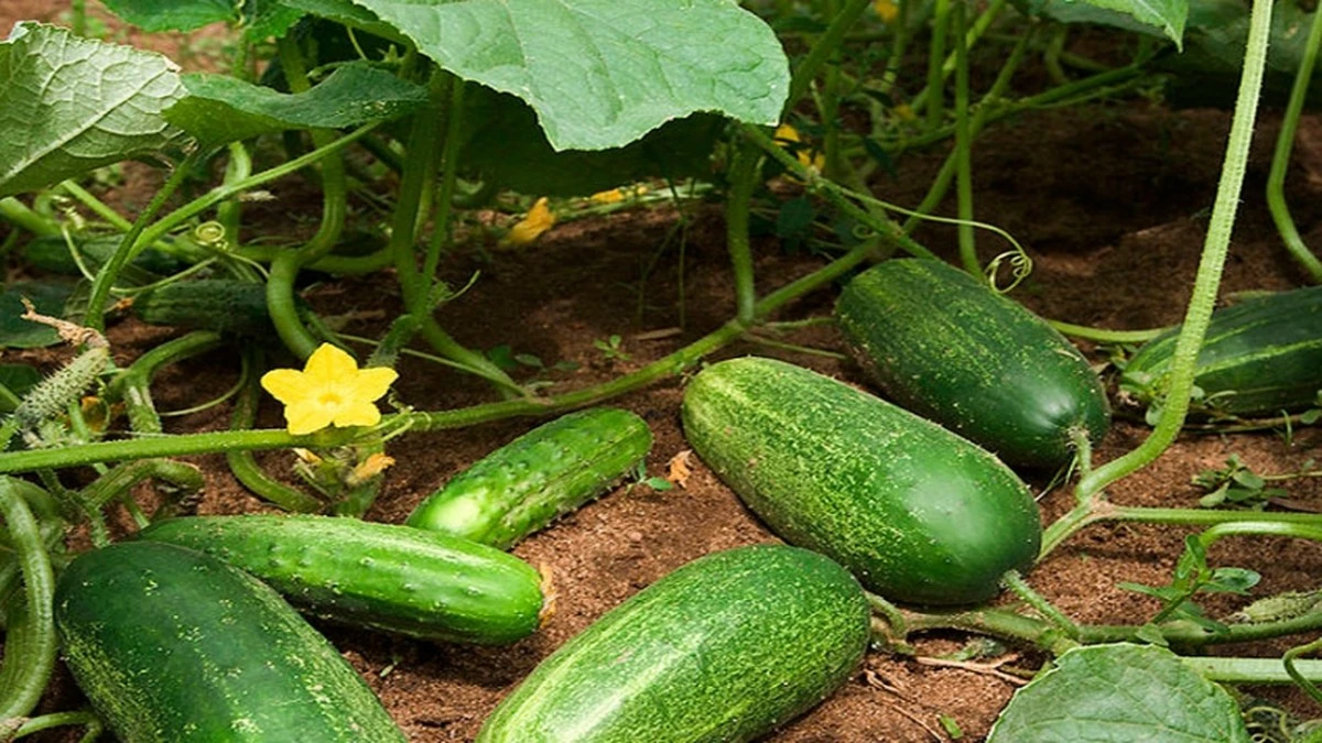porquelosagricu-extra-1.webp Por qué los agricultores expertos añaden levadura a sus pepinos en junio - image 1